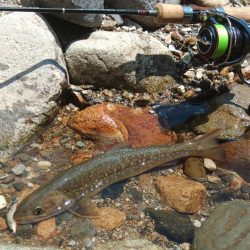 真夏の山でイワナ釣り ～九頭竜川水系～